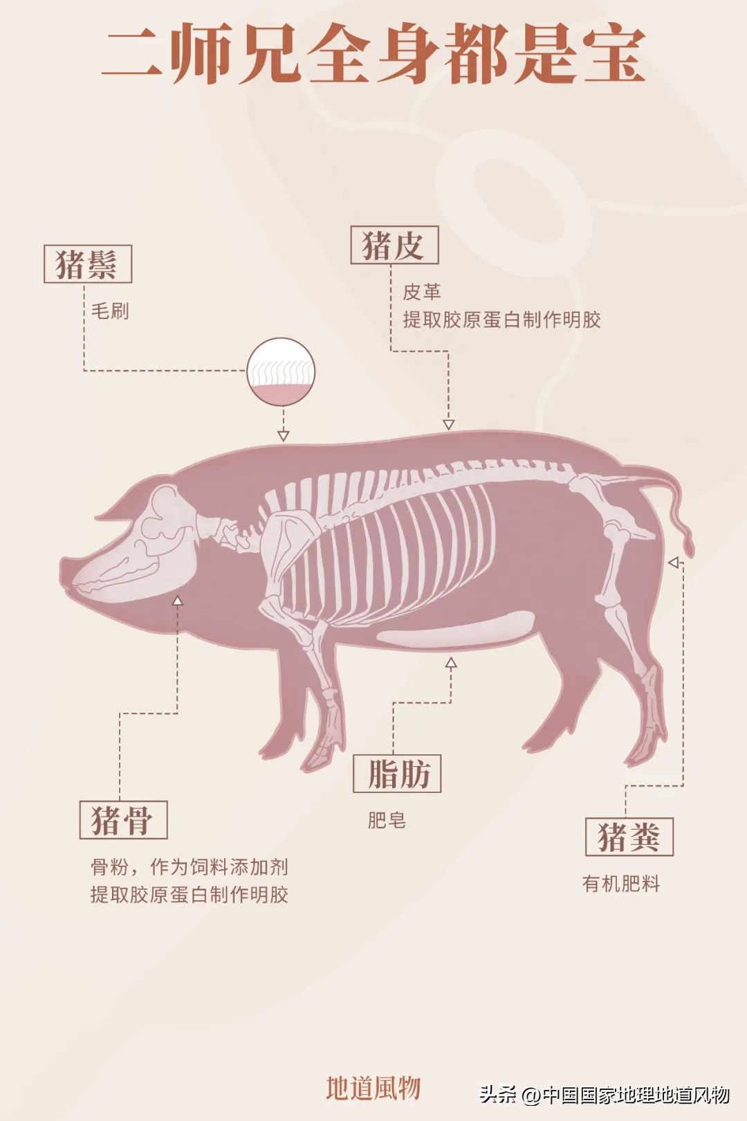 全国各地吃猪图鉴,哪个地方吃的猪最多