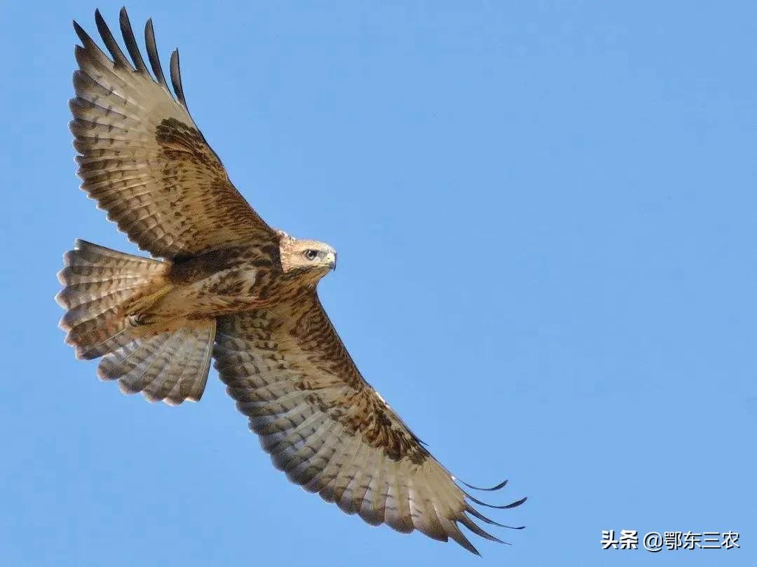 内蒙狼的天敌,蒙古草原上的狼