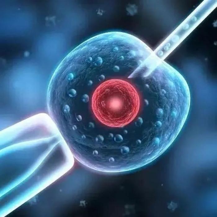 女性卵泡数量多少正常,女性卵泡多正常吗