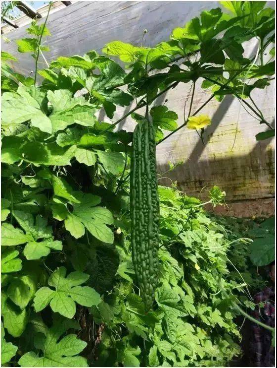 自然地亿利健让老棚重焕生机