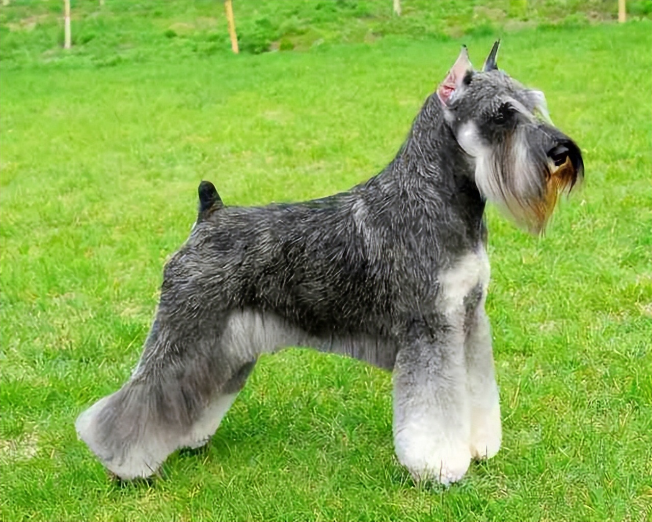 雪纳瑞总是被别的狗凶,雪纳瑞都需要注意些什么