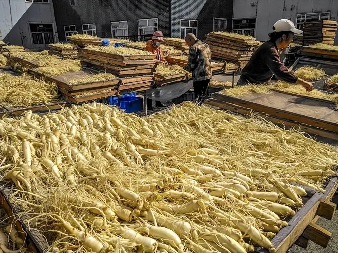 最好的野人参值多少钱一斤,野人参一般20年多少钱