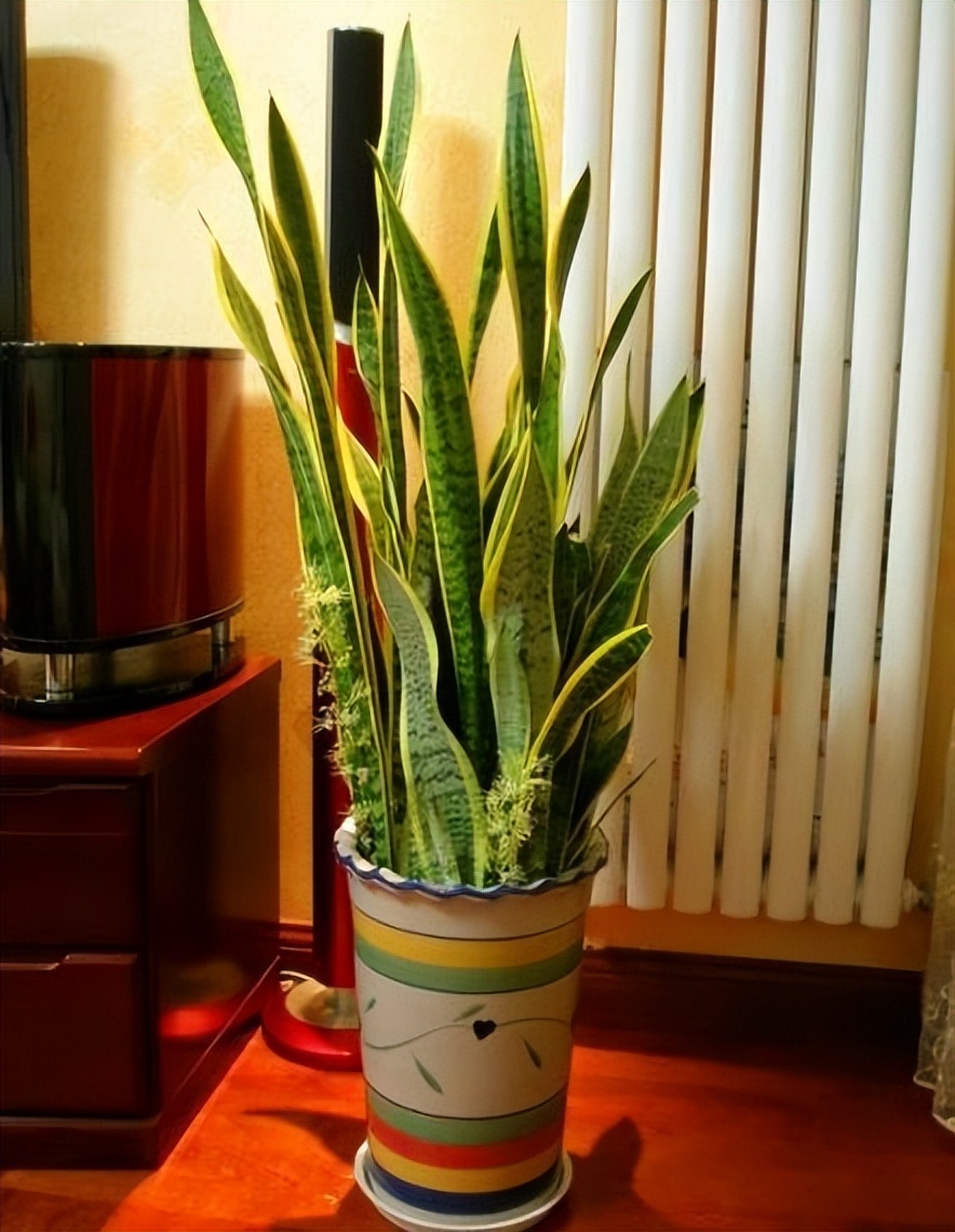 甲醛盆栽哪个效果最好还好养活,什么盆栽甲醛少好养的