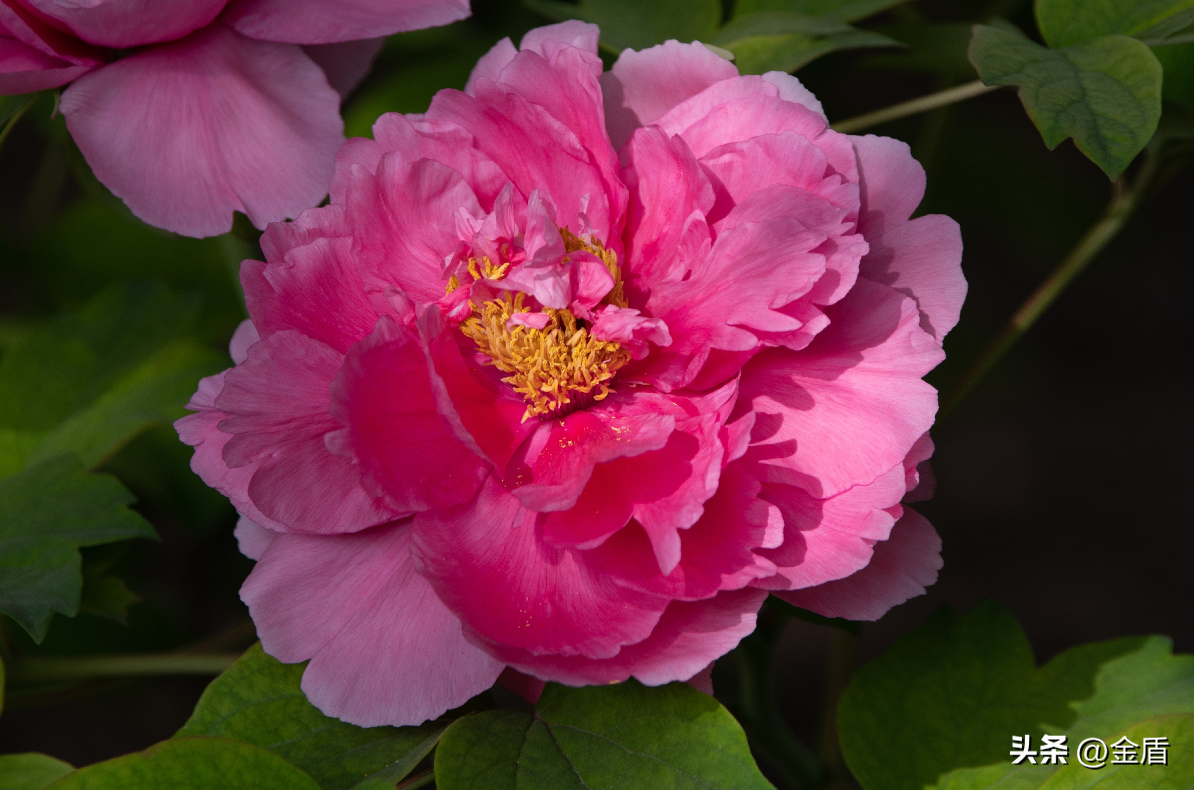 牡丹放在人面前人们会说雍容华贵,雍容华贵的国之牡丹惊艳了世界