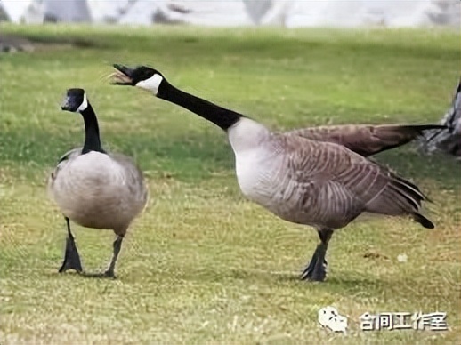 除了加拿大鹅还有哪个牌子好,你还知道哪些国家有加拿大鹅吗