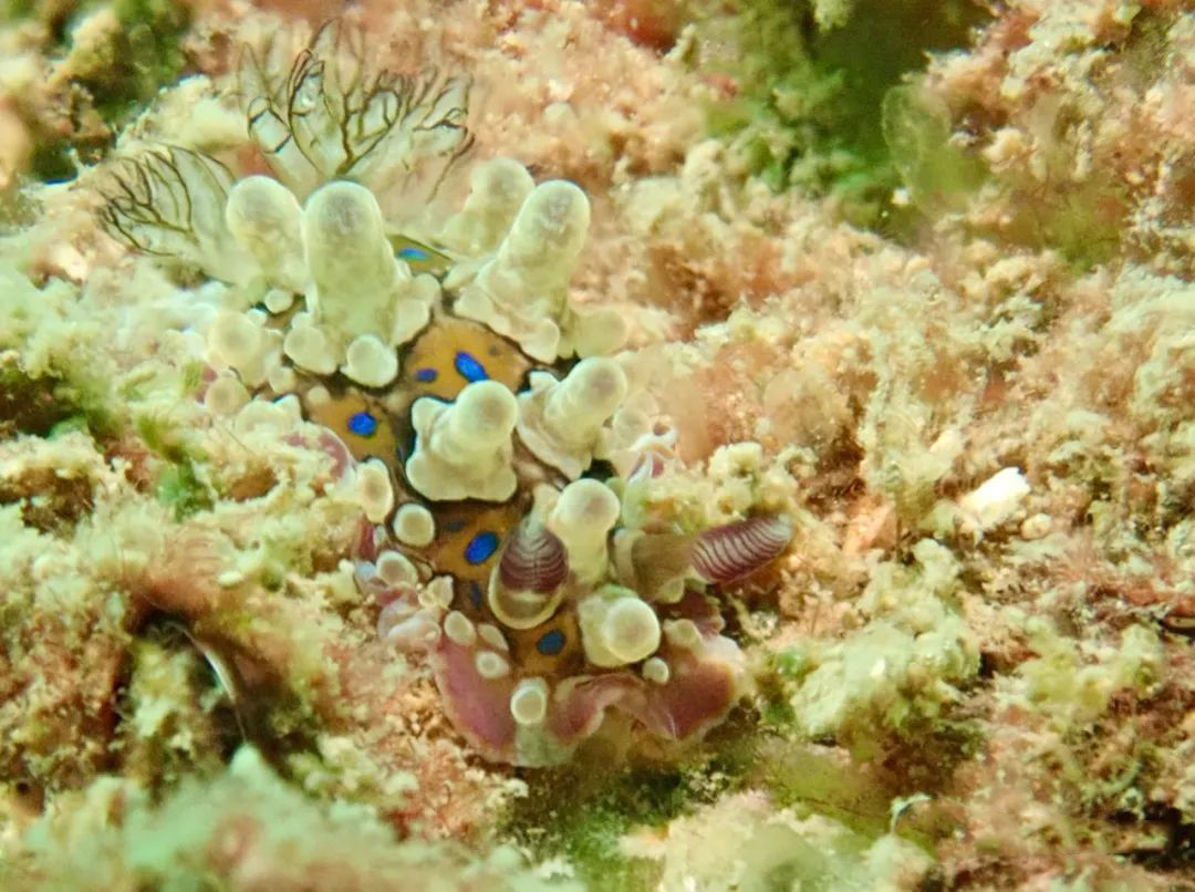 深圳大鹏比较干净的海滩,深圳大鹏半岛海滩