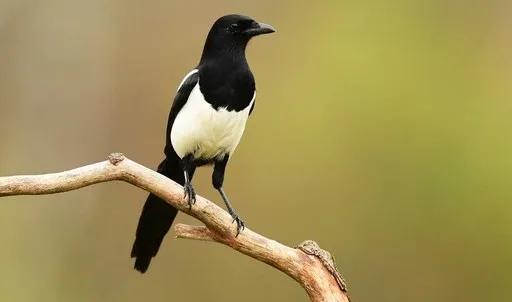 鸟窝放鸡蛋,生活鸡蛋