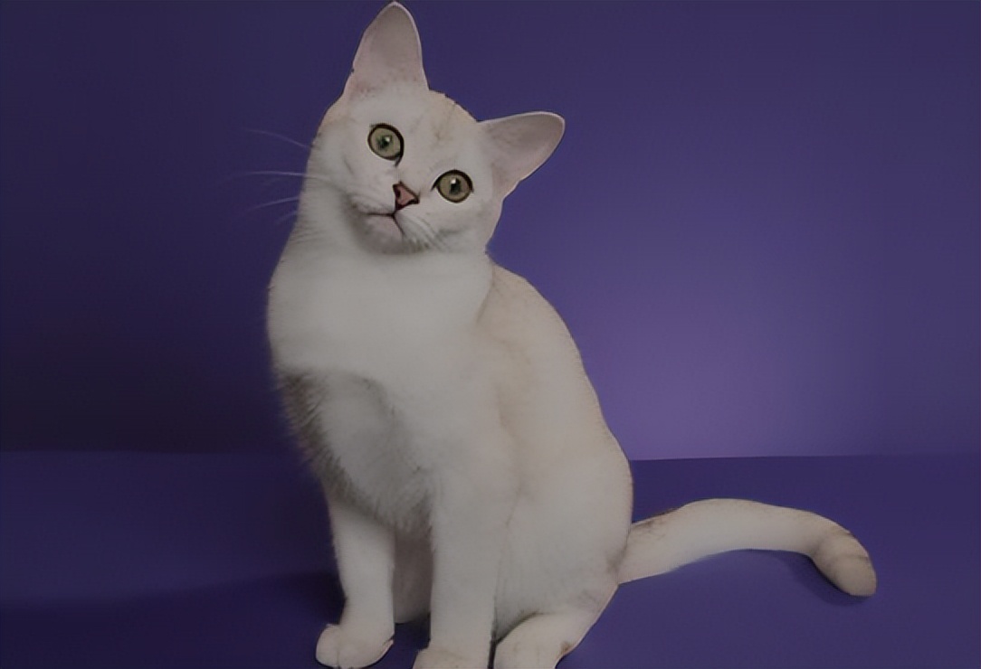 纯种猫咪有哪些颜色,纯种宠物猫有哪些品种