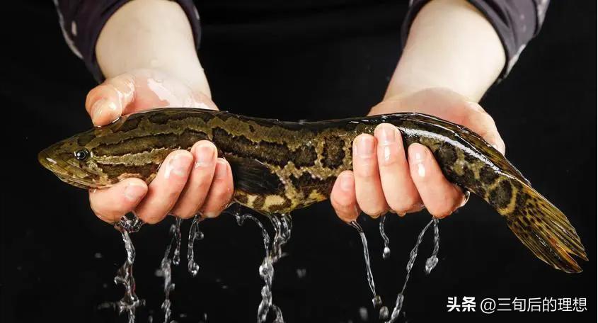 人工饲料和野生杂鱼,人工混合鱼饲料配方