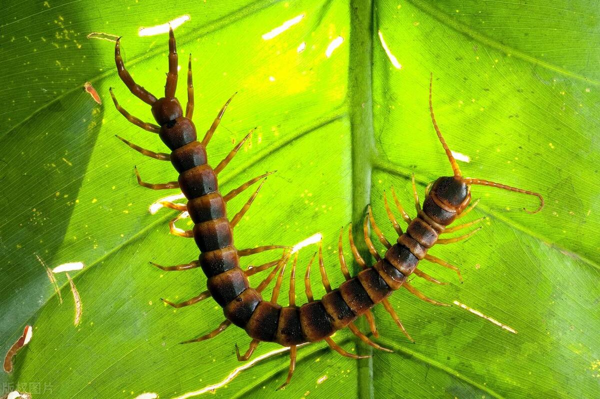 房间里有蜈蚣怎么灭,房间内驱除蜈蚣最有效方法