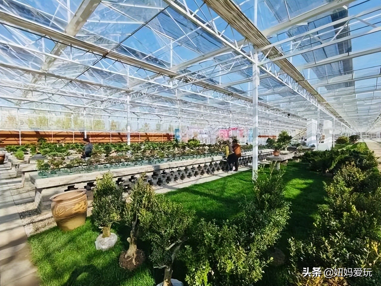 济南市市中区花鸟鱼虫市场在哪里,济南凤凰山花鸟鱼虫市场