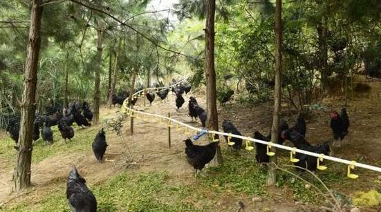 准岳父下跪求他离开女儿，决心创业进深山养鸡16年，带领村民致富