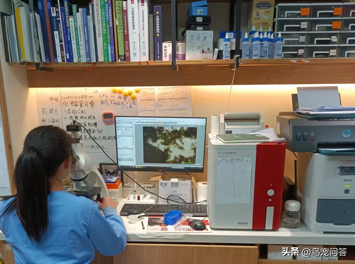 金太阳鹦鹉突然大量喝水,鹦鹉突然有呕吐动作