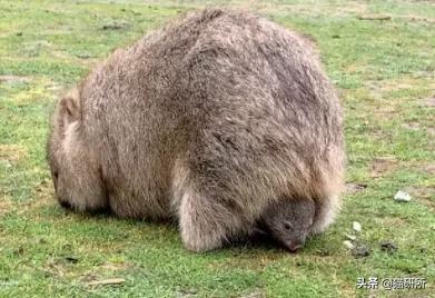 你见过猫咪吞口水吗,猫咪有肚脐眼吗