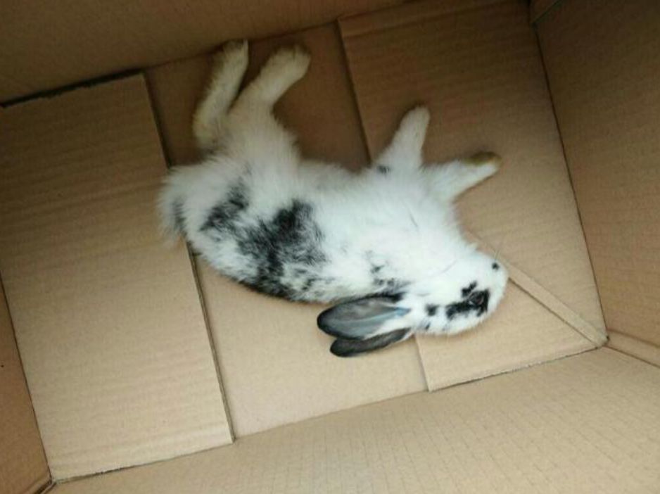 兔肉为什么没能成为主要肉食,吃草为何可以长肉