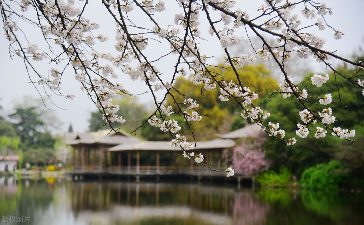 去西湖怎么玩最轻松,西湖1小时游玩攻略