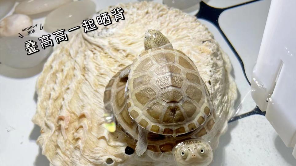 乌龟死后怎样处理,乌龟死亡后怎么弄成标本