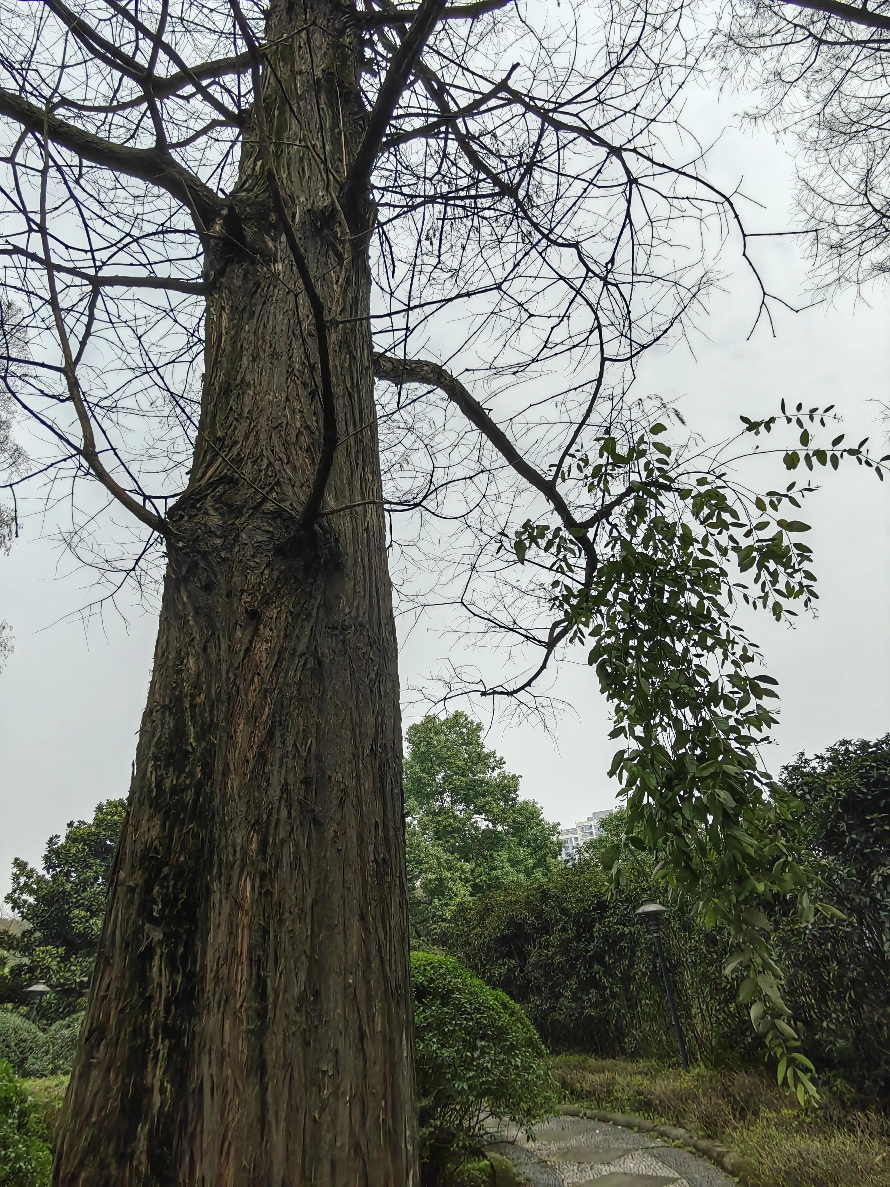 独树一枝桃花,独树一枝秀