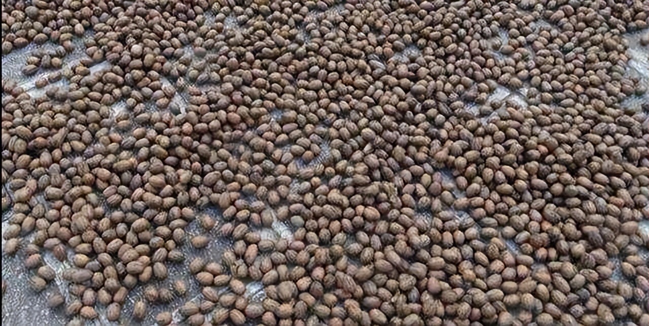 核桃种子怎么种植,核桃种子育苗时是哪端朝上