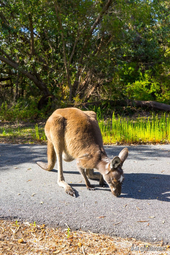 袋鼠动物特性,袋鼠的意义