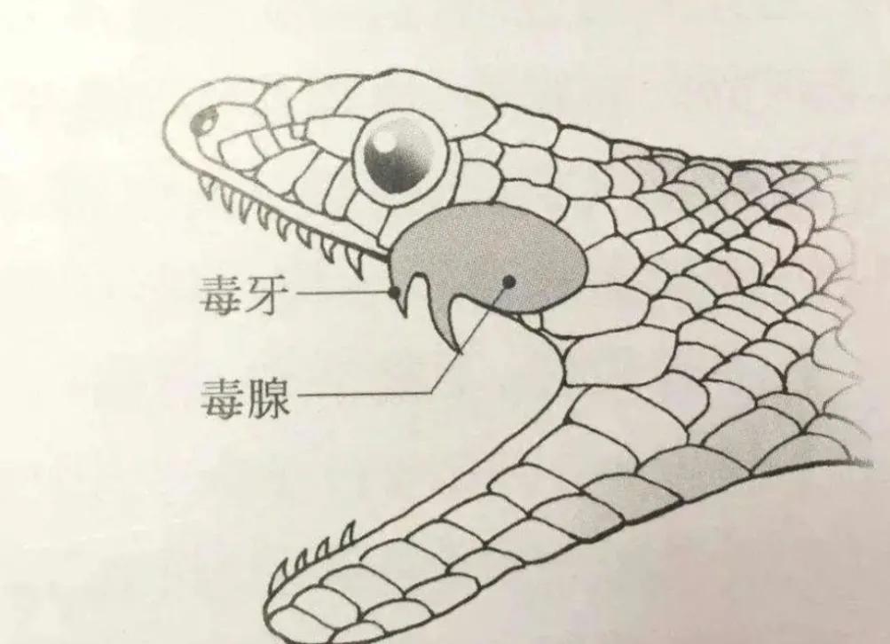 大连蛇岛上的“守蛇人”，守着2万条毒蛇，管蛇吃喝，为蛇涂药水