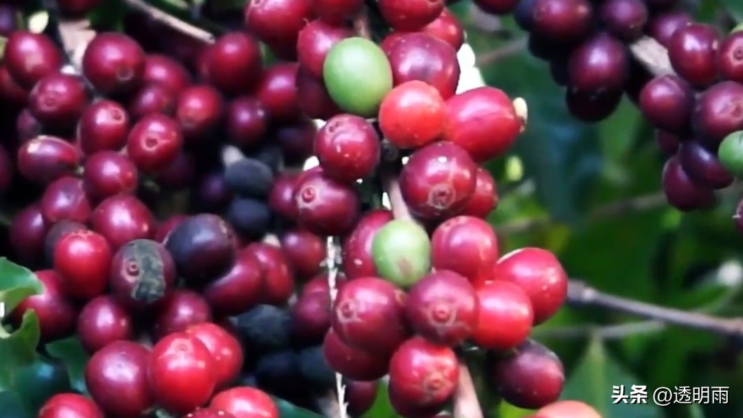 久违的魔力饮品咖啡为何会沉迷其中