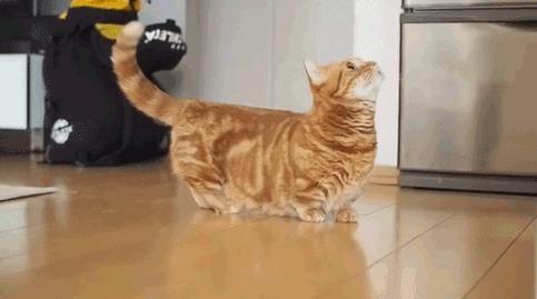 养猫首选这5种猫不仅忠诚还好养,养猫首选这8种猫