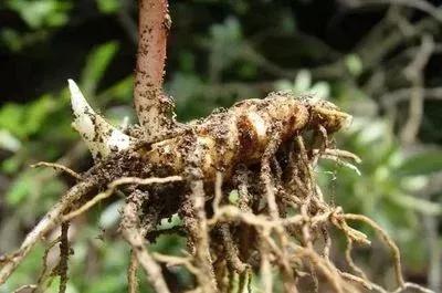 七叶一枝花神农四宝,神农七叶一枝花