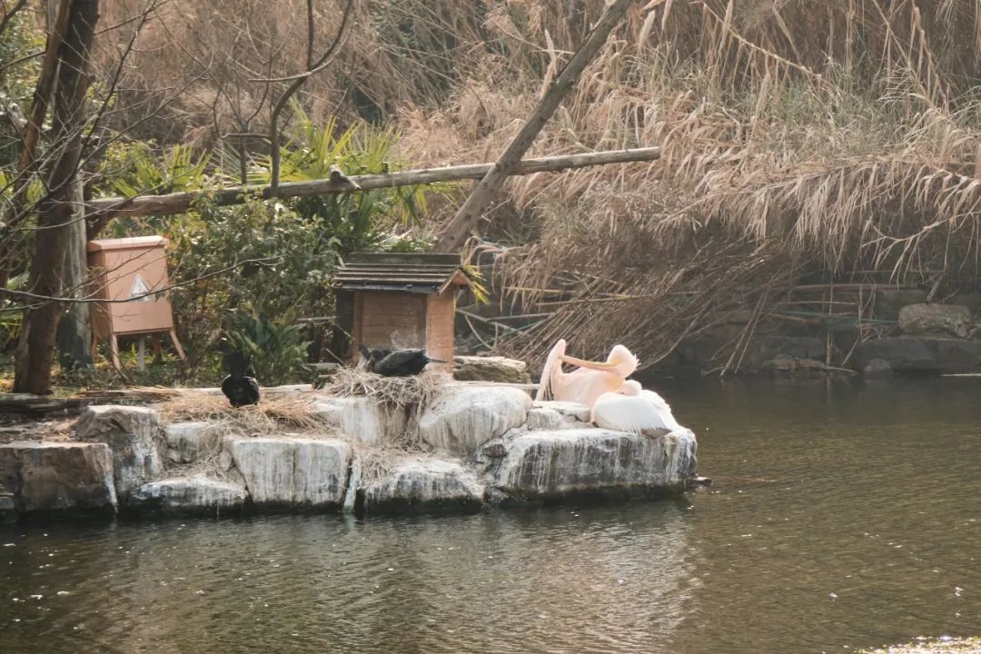 红山动物园亏损3千万网友很着急,近两年疫情原因导致亏损如何翻身