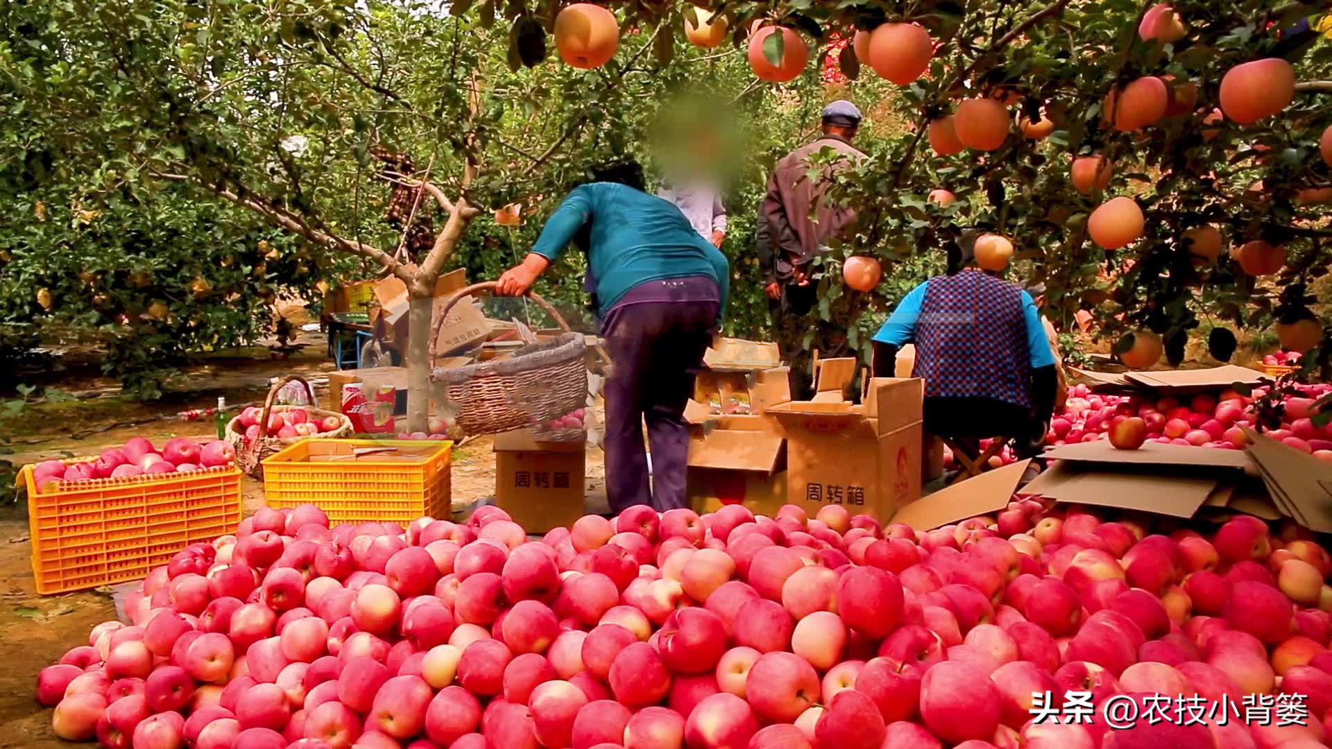 果树缺钙吃什么钙肥好,哪种肥料容易引起钙流失