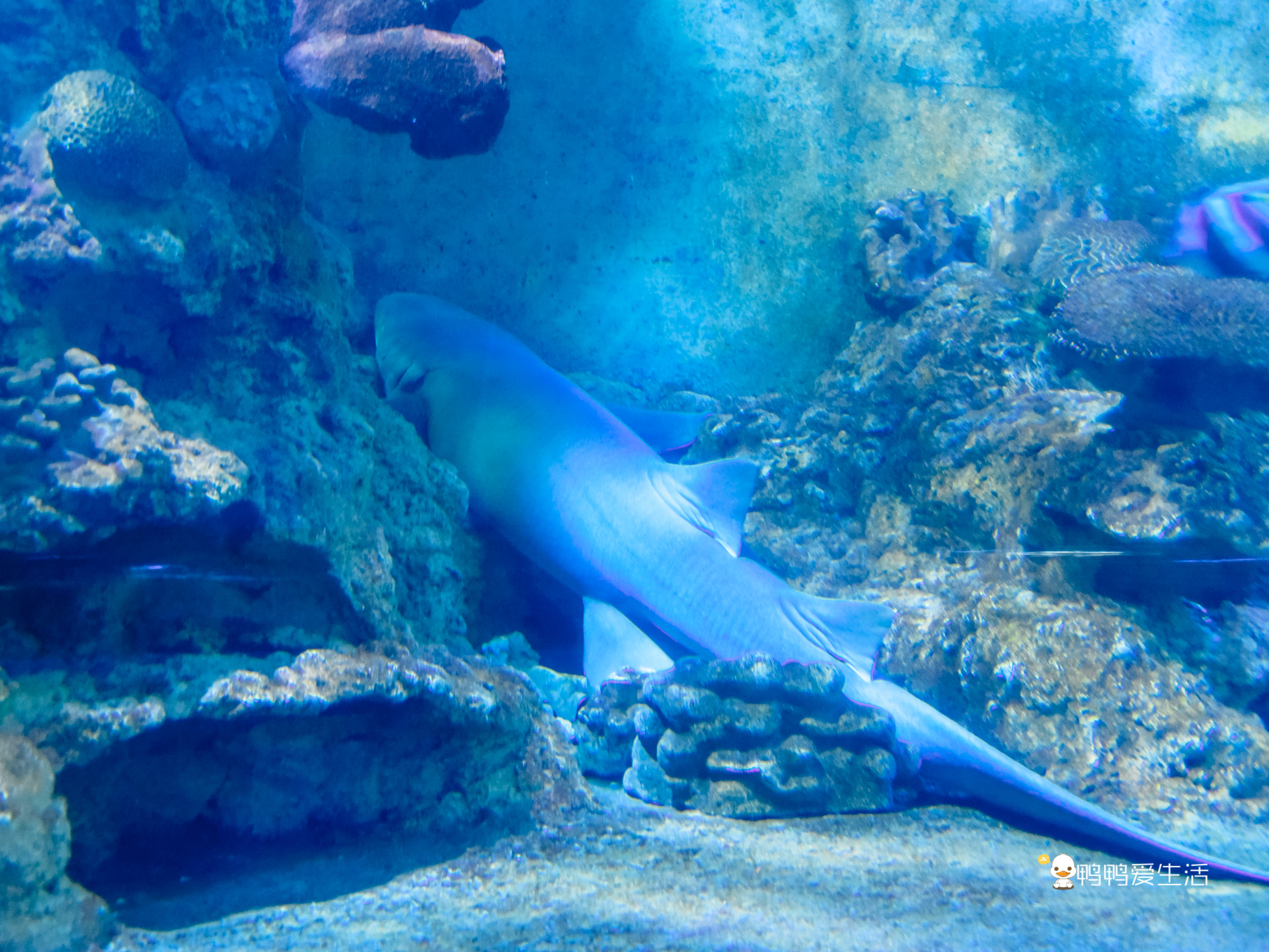 厦门鼓浪屿海底世界的抹香鲸,厦门鼓浪屿亲子旅游攻略