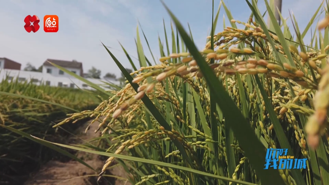 你好我的城|稻香