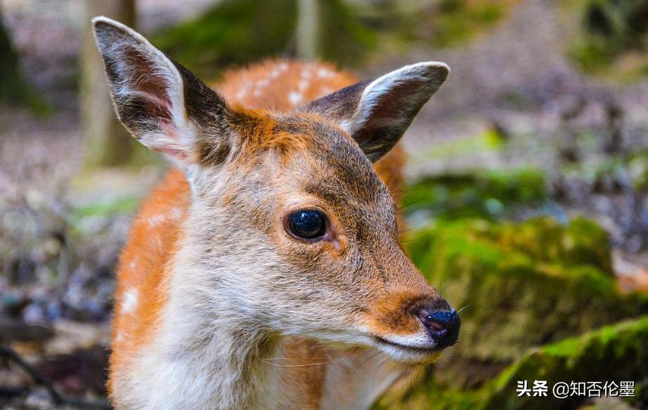 养200头梅花鹿一年收入多少,养殖200头梅花鹿一年收入