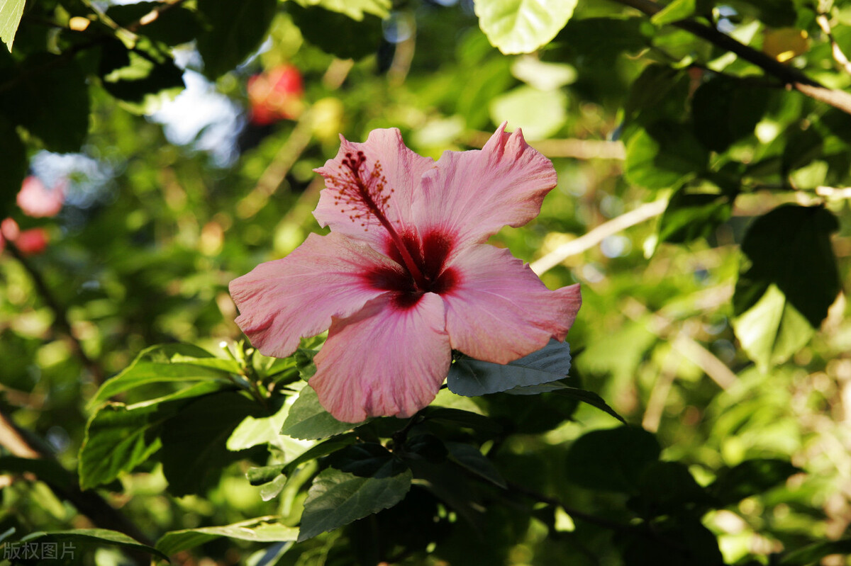 斐济有哪些基本信息,斐济是一个怎样的国家