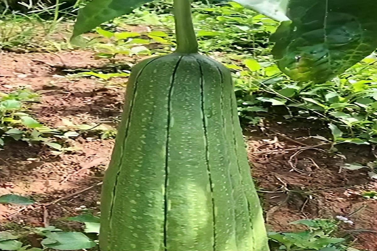 辽宁“女色贪”落马：陪睡五十位领导，*欲色**贪婪整容敛财数千万