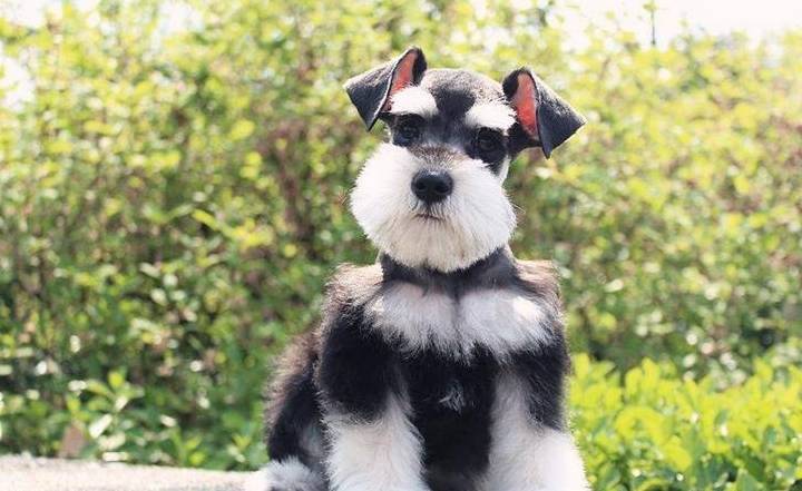 雪纳瑞犬和雪纳瑞可以好好相处吗,为什么大家都爱养雪纳瑞犬