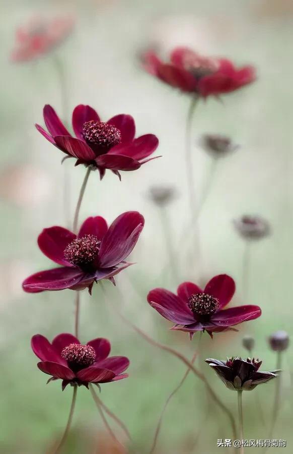 地上的花开万紫千红,心中有花香人生四季皆风景