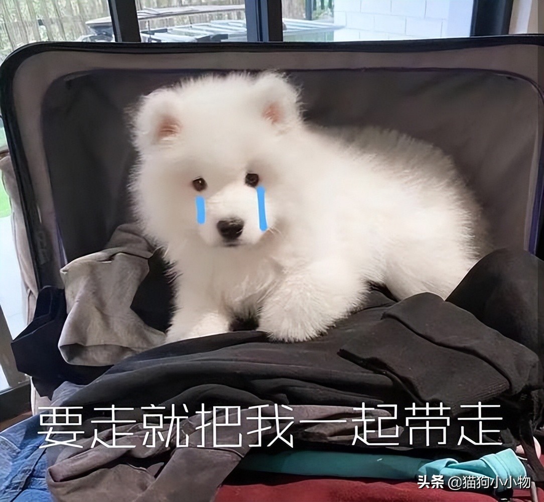 十二星座最适合养猫还是狗,十二星座不适合养的狗狗