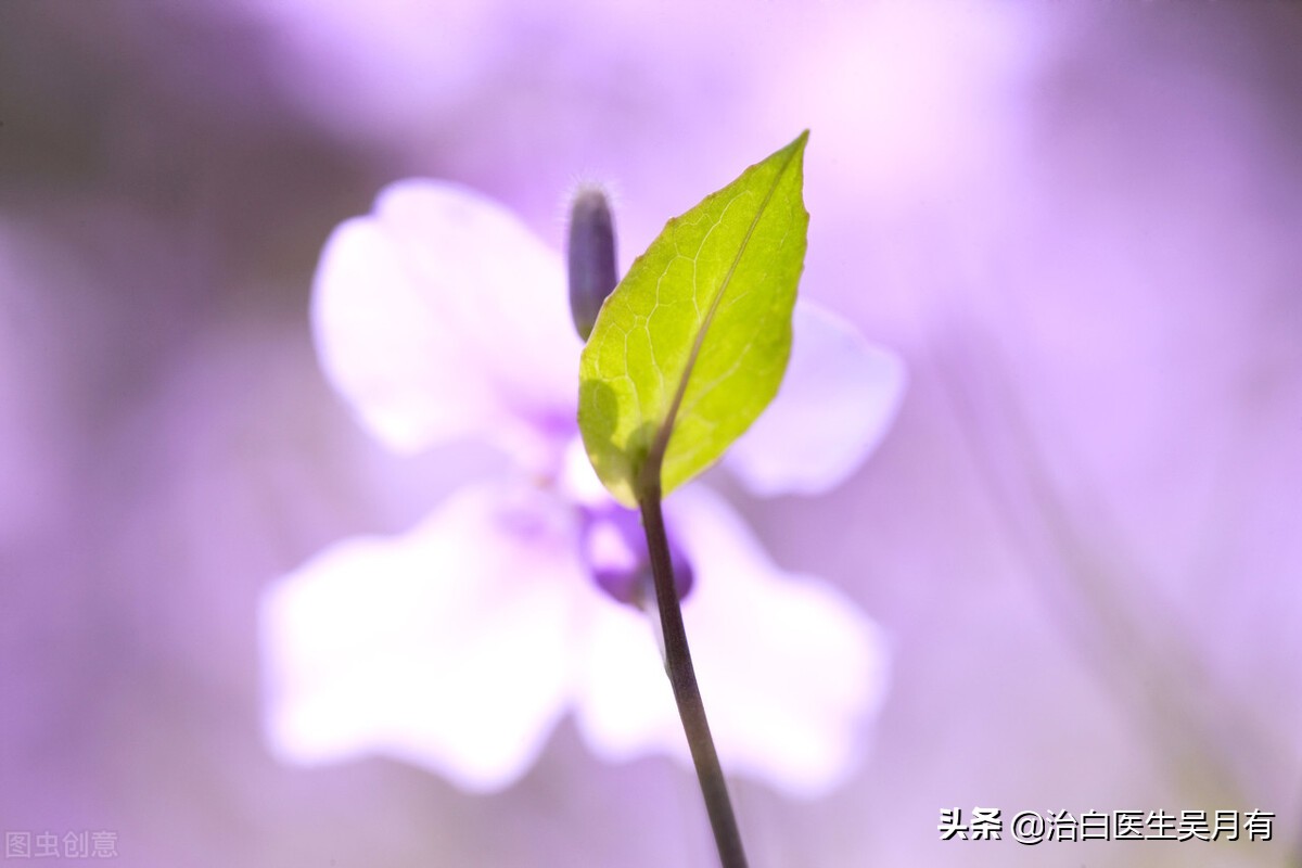 发展期白癜风可以抹他克莫司吗,发展期白癜风可以光疗吗