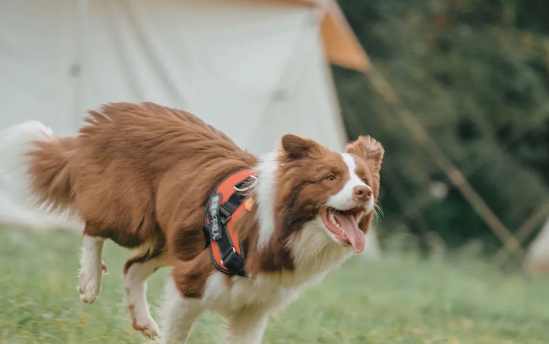 萌宠万圣狂欢夜,萌宠露营云龙区