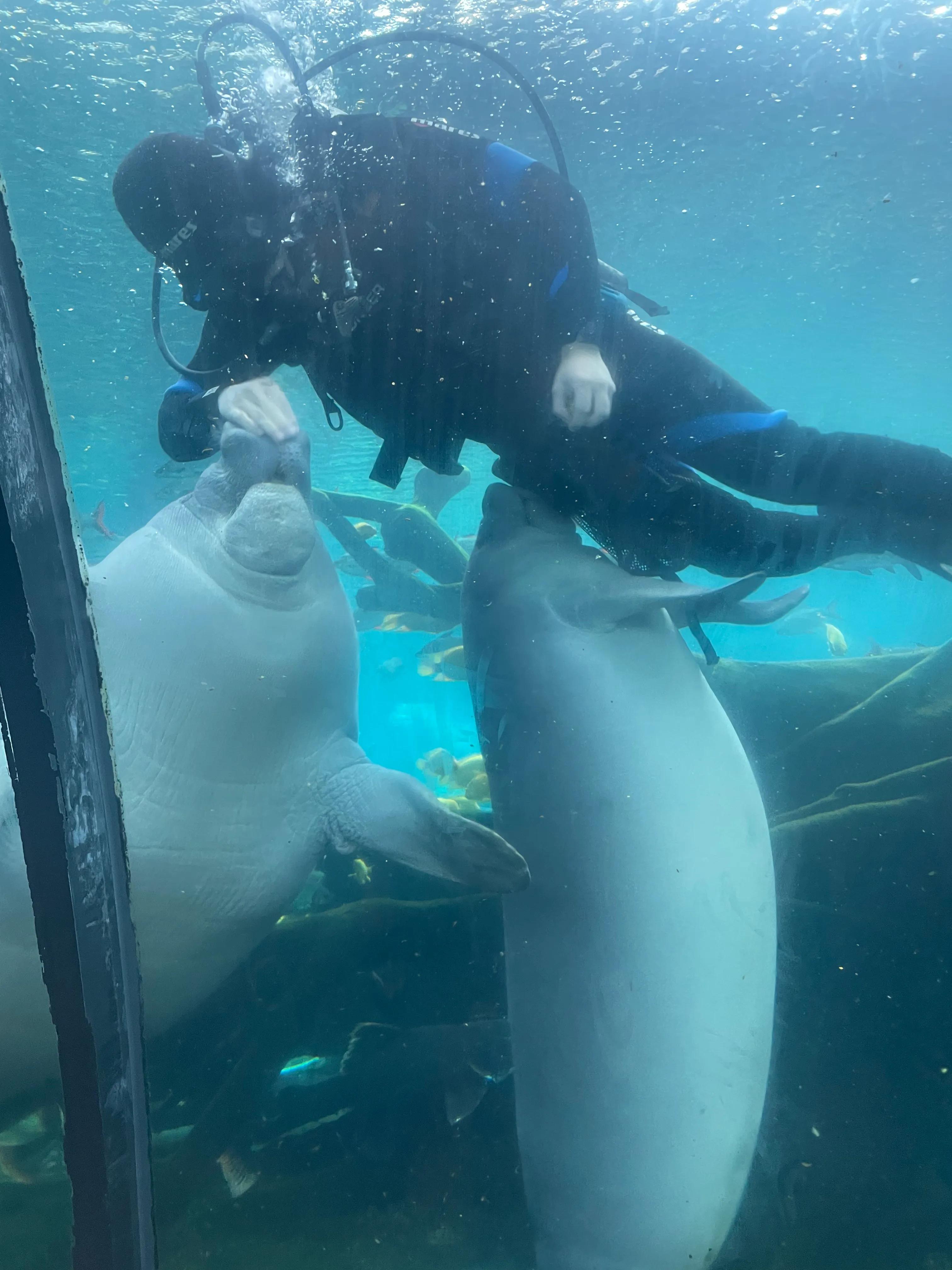 珠海长隆海洋王国一日游,珠海长隆海洋王国身高限制