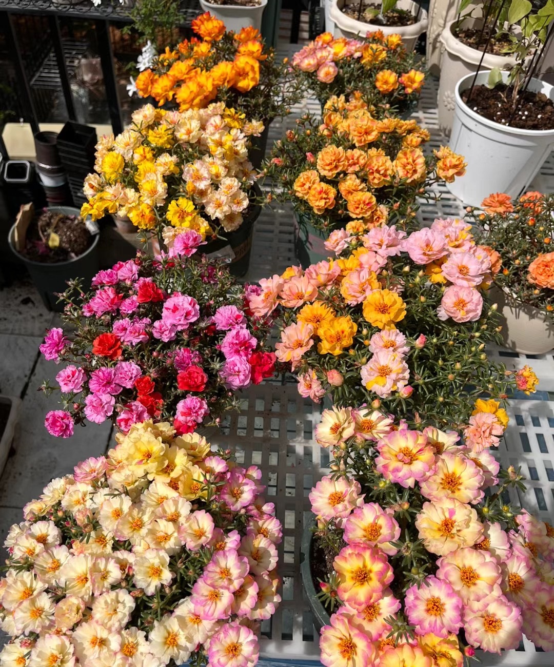 四季开花室内好养的植物太阳花,夏天花期长又好养的花太阳花