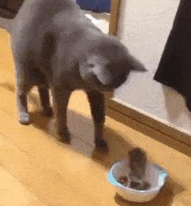 英短蓝猫折耳是不是养不活,英短蓝猫为什么不建议养