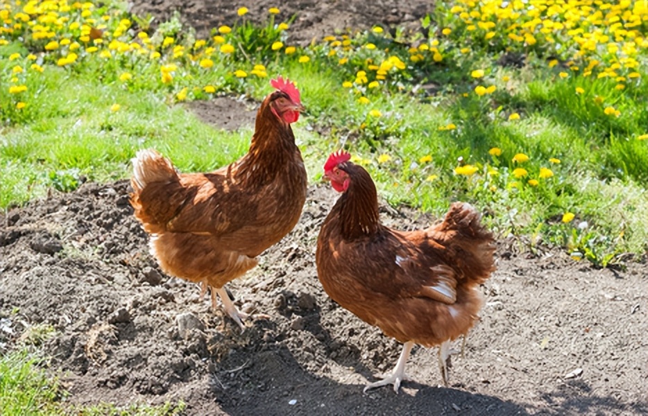 菠菜种子可以喂鸡吗,菠菜喂鸡的正确方法