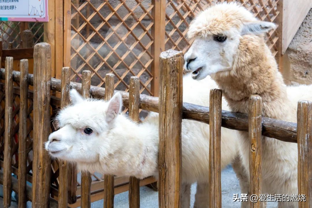 杭州森泊开元度假酒店不含门票,杭州开元森泊度假酒店存在的问题