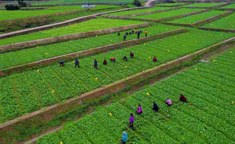 标准农田田间道路如何生态化设计,农田生态调节的具体途径