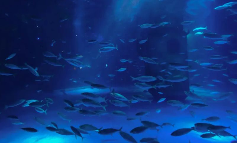 南京海底世界附近的旅游景点推荐,南京海洋馆海底世界附近景点