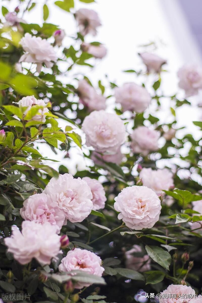 生如夏花灿烂的时候,生如夏花绚烂绽放歌曲视频