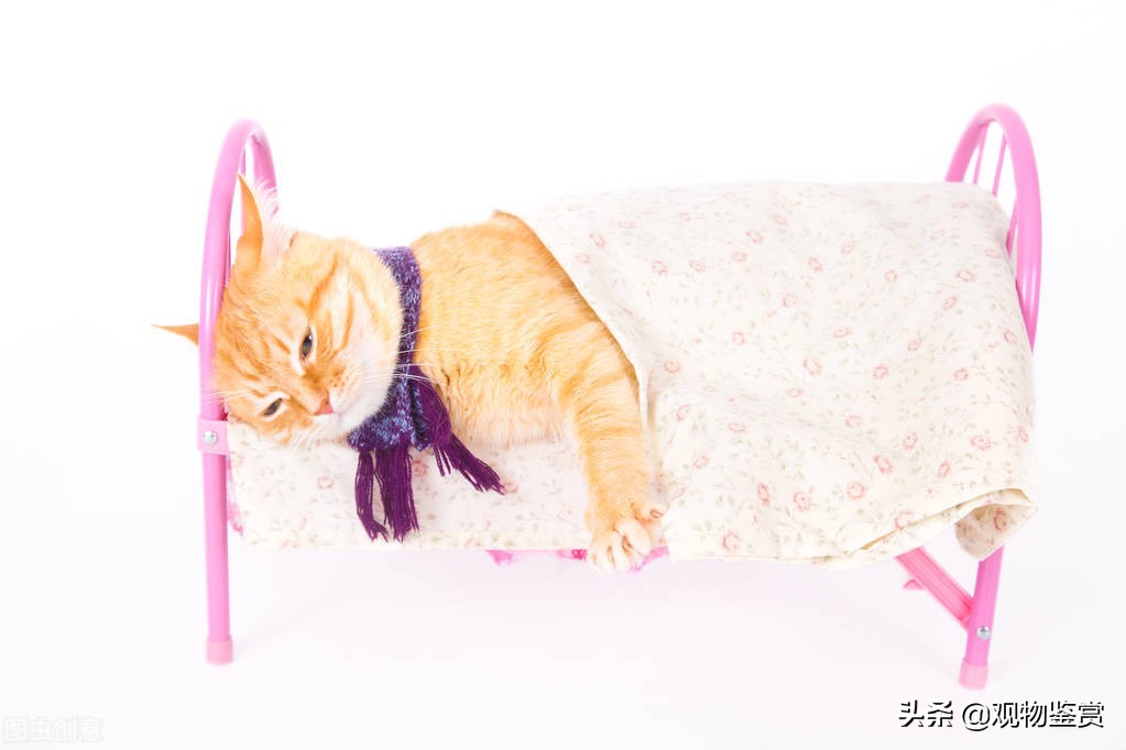 气温热猫会掉毛严重吗,猫为什么冬天会冻死