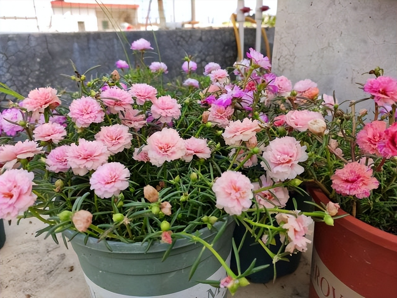 家里养花不养人的说法,家里花养不起来是不是风水不好